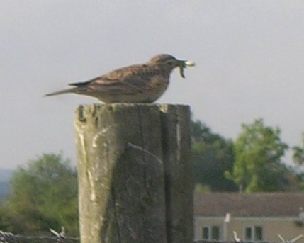 http://www.pawfal.org/dave/rob/Skylark.jpg
